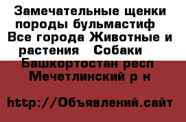 Замечательные щенки породы бульмастиф - Все города Животные и растения » Собаки   . Башкортостан респ.,Мечетлинский р-н